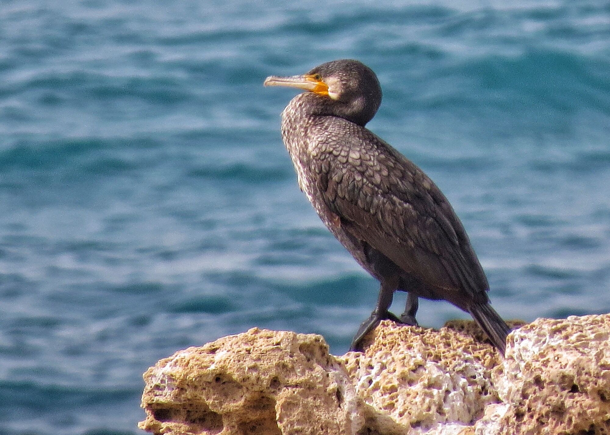 Bird in the sea ,black bird,blue sea